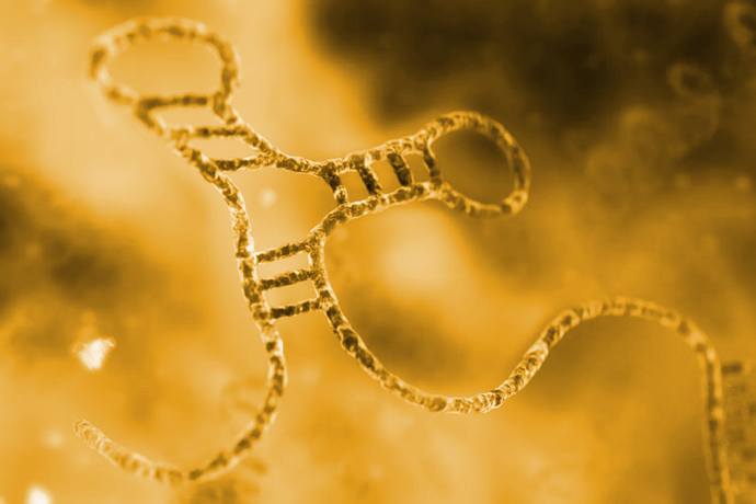 Understanding RNA-Seq and Ribosomal RNA Depletion