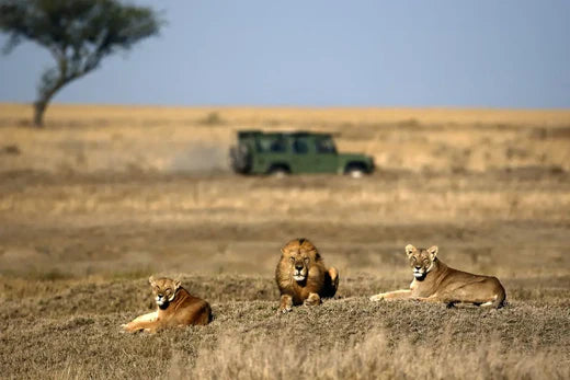 How Science is Shaping the Future of South African Lion Conservation