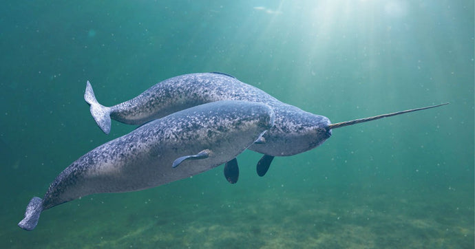 The Mystery of Narwhals' Tusks