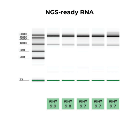 Quick-RNA MagBead