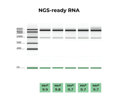 Quick-RNA Miniprep Plus Kit