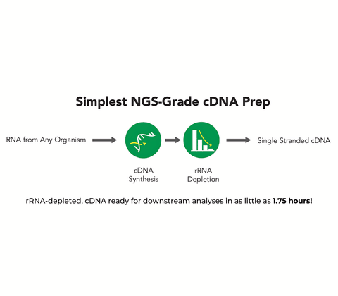 Zymo-Seq RiboFree Universal cDNA Kit