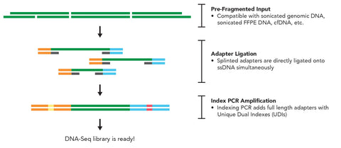 Zymo-Seq SPLAT DNA Library Kit